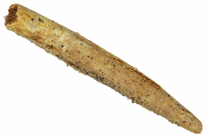 Fossil Sauropod Dinosaur (Rebbachisaurus) Tooth - Morocco #329039